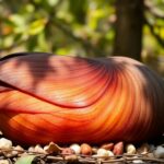 Pluma de Halcón: significado y usos (Hawk feather)