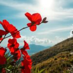 ¿Qué significa soñar con amapola?