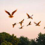 ¿Qué significa soñar con aves?