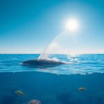 ¿Qué significa soñar con ballena?