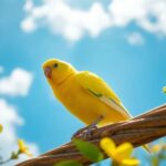 ¿Qué significa soñar con canario?