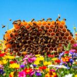 ¿Qué significa soñar con colmena de abejas?