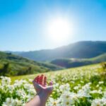 ¿Qué significa soñar con flores blancas?