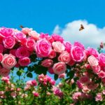 ¿Qué significa soñar con flores rosas?