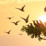 ¿Qué significa soñar con golondrina?
