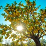 ¿Qué significa soñar con guayabas?