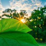 ¿Qué significa soñar con hoja?