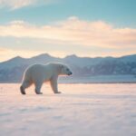 ¿Qué significa soñar con oso polar?
