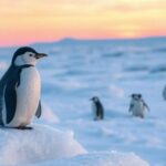 ¿Qué significa soñar con pingüino?