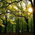 ¿Qué significa soñar con ramas de los árboles?