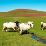 ¿Qué significa soñar con rebaño de cabras?