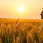 ¿Qué significa soñar con trigo?