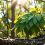 Rama de Enebro: significado y usos (Juniper branch)