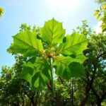 Trébol de Cuatro Hojas: significado y usos (Four-leaf clover)